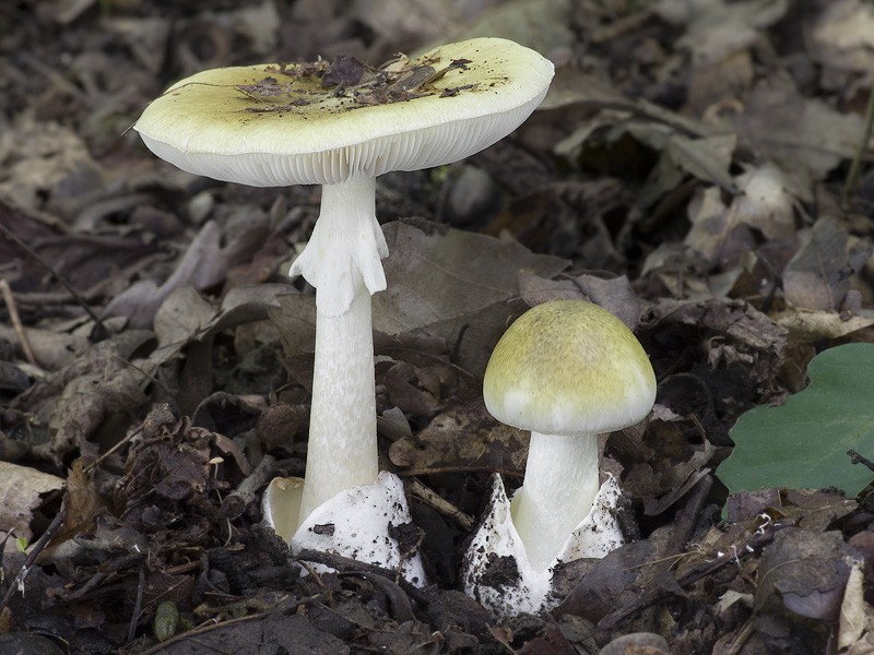 Amanita phalloides